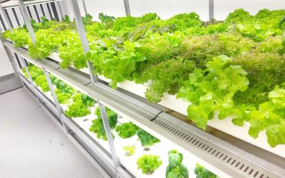 LifeLab Is Making The World’s Smallest Hydroponic Modules In Lebanon